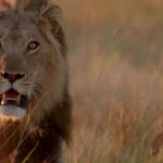 دانلود مستند شکارچیان بزرگ افریقا Africa's Giant Killers مالتی مدیا مستند 
