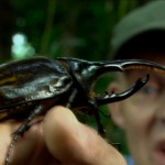 دانلود مستند World Biggest and Baddest Bug بزرگترین و بدترین حشرات جهان مالتی مدیا مستند 