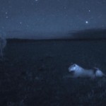 دانلود مستند Wild: Night Of The Lion 2011 شب شیرها مالتی مدیا مستند 