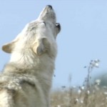 دانلود مستند A Wolf Called Storm  2012 گرگی به نام توفان با دوبله فارسی مالتی مدیا مستند 