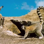 دانلود مستند Island of Lemurs: Madagascar 2014 جزیره لمورها: ماداگاسکار مالتی مدیا مستند 