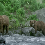 دانلود مستند Land of the Bears 2014 سرزمین خرسها به همراه نسخه 3 بُعدی مالتی مدیا مستند 