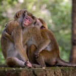 دانلود مستند Monkey Kingdom 2015 قلمرو میمون‌ها با دوبله فارسی مالتی مدیا مستند مطالب ویژه 