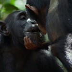 دانلود فیلم مستند Chimpanzee 2012 با دوبله فارسی مالتی مدیا مستند 