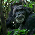 دانلود فیلم مستند Chimpanzee 2012 با دوبله فارسی مالتی مدیا مستند 
