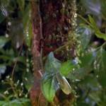 دانلود مستند Tropical Rainforest 1992 جنگل بارانی گرمسیری مالتی مدیا مستند 