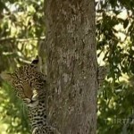 دانلود مستند Revealing the Leopard 2010 آشنایی با پلنگ مالتی مدیا مستند 