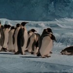دانلود مستند March of the Penguins 2005 رژه ی پنگوئن ها مالتی مدیا مستند 