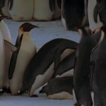 دانلود مستند March of the Penguins 2005 رژه ی پنگوئن ها مالتی مدیا مستند 
