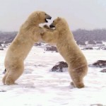 دانلود مستند Polar Bears: Ice Bear 2013 خرسهای قطبی: خرس یخی مالتی مدیا مستند 
