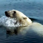 دانلود مستند Polar Bears: Ice Bear 2013 خرسهای قطبی: خرس یخی مالتی مدیا مستند 