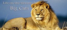Life on the Savannah: Big Cats