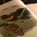 دانلود مستند Birds of the Gods 2011 پرندگان بهشتی با دوبله فارسی مالتی مدیا مستند 