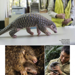 دانلود مجله ی BBC Wildlife شماره November 2015 مالتی مدیا مجله 