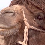 دانلود فیلم مستند The Story of the Weeping Camel 2003 با زیرنویس فارسی مالتی مدیا مستند 