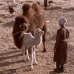 دانلود فیلم مستند The Story of the Weeping Camel 2003 با زیرنویس فارسی مالتی مدیا مستند 