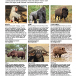 دانلود مجله ی World of Animals-Issue 29 2016 مالتی مدیا مجله 
