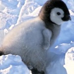 دانلود مستند Snow Chick: A Penguin's Tale 2015 جوجه برفی داستان یک پنگوئن مالتی مدیا مستند 