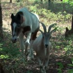 دانلود مستند PBS - Nature: Animal Odd Couples 2012 زوج های شگفت انگیز حیوانات مالتی مدیا مستند 