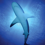 دانلود مجله ی World of Animals-Book of Sharks and Ocean Predators مالتی مدیا مجله 