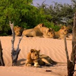 دانلود مستند ناپدید شدن پادشاهان صحرا، شیرهای نامیب Vanishing Kings Desert Lions of Namib 2016 مالتی مدیا مستند 