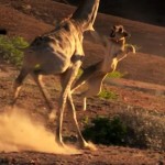 دانلود مستند ناپدید شدن پادشاهان صحرا، شیرهای نامیب Vanishing Kings Desert Lions of Namib 2016 مالتی مدیا مستند 