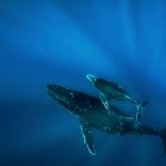 دانلود مستند Humpback Whales 2015 وال های گوژپشت مالتی مدیا مستند 