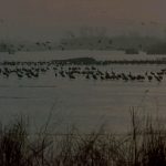 دانلود مستند سفر بر بال پرندگان Winged Migration 2001 با زیرنویس فارسی مالتی مدیا مستند 