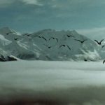دانلود مستند سفر بر بال پرندگان Winged Migration 2001 با زیرنویس فارسی مالتی مدیا مستند 