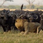 دانلود مستند  Return of the Giant Killers: Africa's Lion Kings مالتی مدیا مستند 