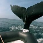 دانلود مستند Humpback Whales: A Detective Story 2019 با زیرنویس انگلیسی مالتی مدیا مستند 