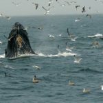 دانلود مستند Humpback Whales: A Detective Story 2019 با زیرنویس انگلیسی مالتی مدیا مستند 