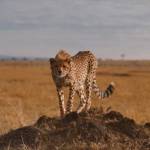 دانلود مستند The Serengeti Rules 2018 قوانین سرنگتی مالتی مدیا مستند 