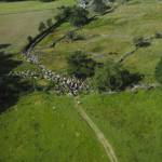 دانلود مستند The Great Mountain Sheep Gather 2020 مالتی مدیا مستند 