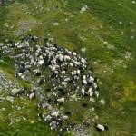 دانلود مستند The Great Mountain Sheep Gather 2020 مالتی مدیا مستند 